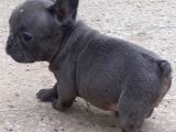 Maviş Şekerler French Bulldog