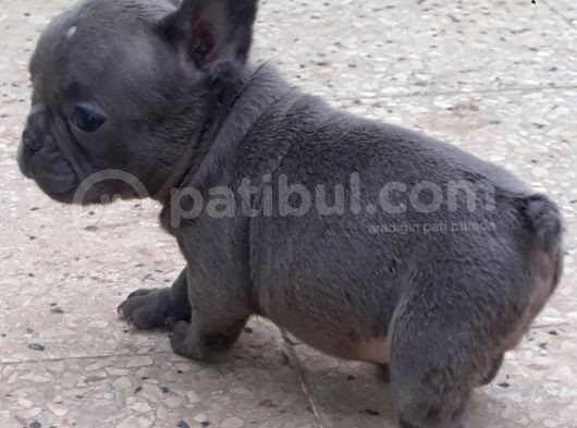 Maviş Şekerler French Bulldog