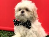 2.5 Aylık Erkek Orijinal Shih Tzu