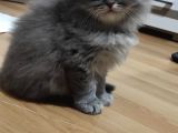 Yavru Erkek Scottish Longhair