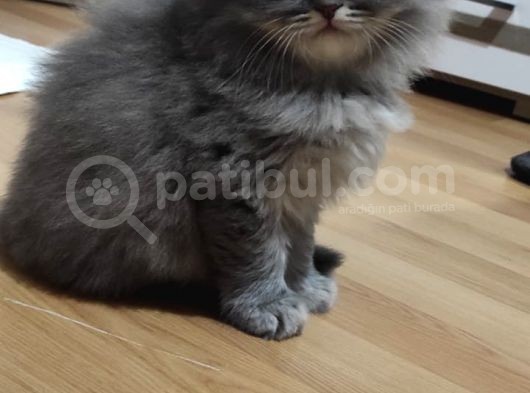 Yavru Erkek Scottish Longhair görsel
