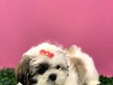 2.5 Aylık Dişi Orijinal Shih Tzu