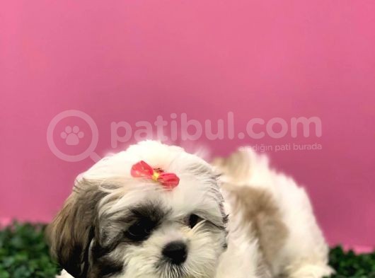 2.5 Aylık Dişi Orijinal Shih Tzu görsel