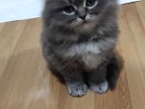 Yavru Erkek Scottish Longhair