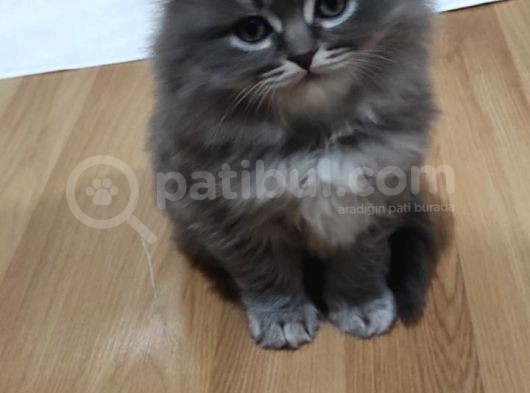 Yavru Erkek Scottish Longhair görsel