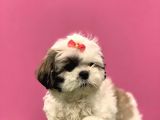 2.5 Aylık Dişi Orijinal Shih Tzu
