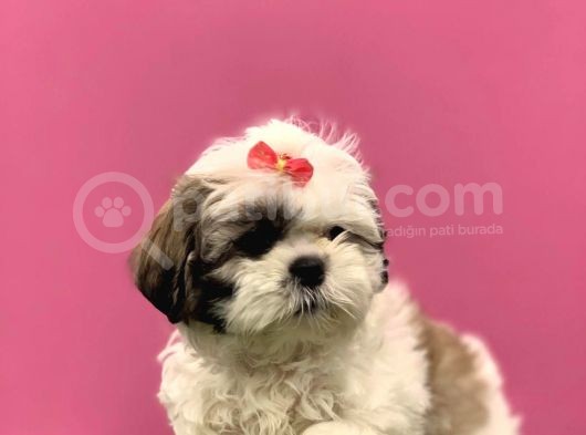 2.5 Aylık Dişi Orijinal Shih Tzu görsel