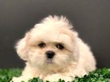 2.5 Aylık Erkek Orijinal Shih Tzu