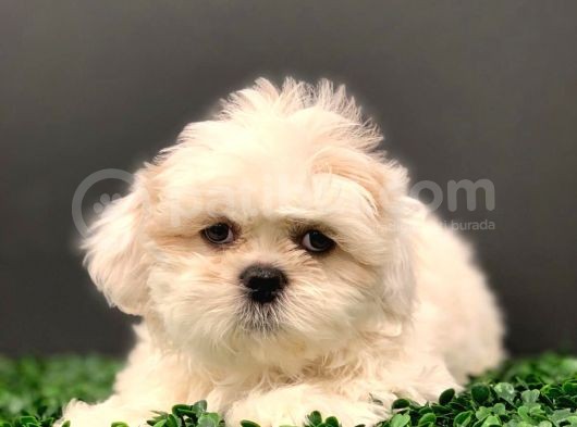 2.5 Aylık Erkek Orijinal Shih Tzu