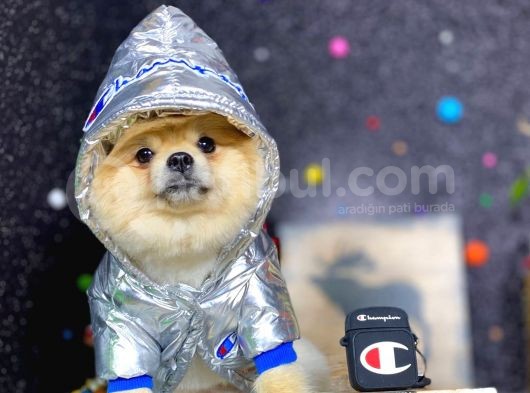Teddy Bear Pomeranian Boo görsel