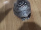 Yavru Erkek Scottish Longhair