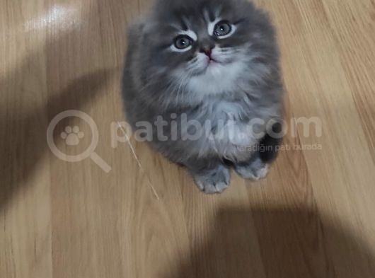 Yavru Erkek Scottish Longhair görsel