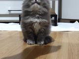 Yavru Erkek Scottish Longhair