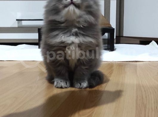 Yavru Erkek Scottish Longhair görsel