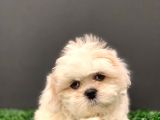 2.5 Aylık Erkek Orijinal Shih Tzu