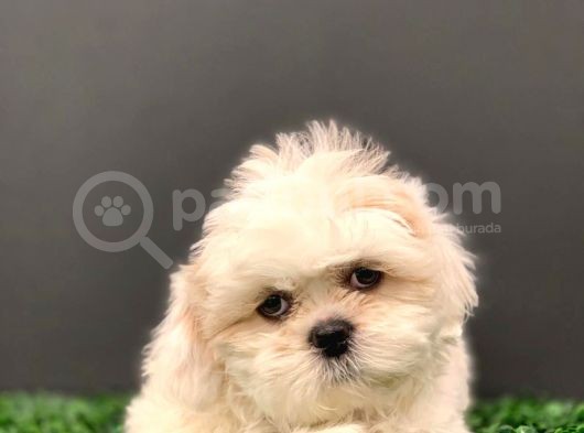 2.5 Aylık Erkek Orijinal Shih Tzu görsel