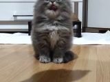 Yavru Erkek Scottish Longhair