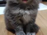 Yavru Erkek Scottish Longhair