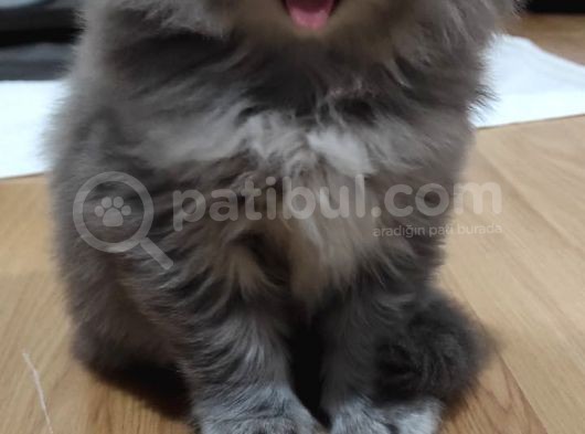 Yavru Erkek Scottish Longhair görsel