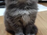Yavru Erkek Scottish Longhair