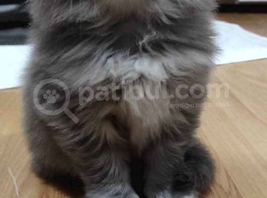 Yavru Erkek Scottish Longhair görsel