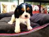A Kalite Cavalier King Charles Bebeğimiz