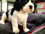 A Kalite Cavalier King Charles Bebeğimiz