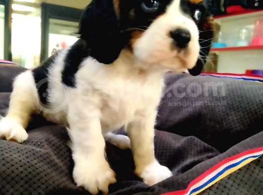 A Kalite Cavalier King Charles Bebeğimiz görsel