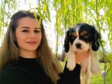 A Kalite Cavalier King Charles Bebeğimiz
