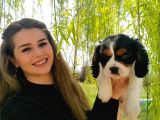 A Kalite Cavalier King Charles Bebeğimiz