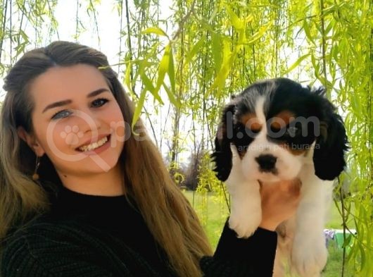 A Kalite Cavalier King Charles Bebeğimiz görsel