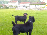 4 Yaşında Yetişkin Safkan Cane Corso