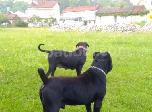 4 Yaşında Yetişkin Safkan Cane Corso