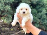 Şov Kalite Maltipoo Dişi Yavrumuz