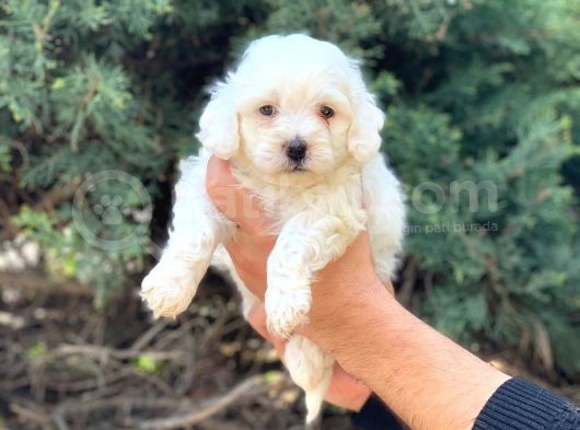 Şov Kalite Maltipoo Dişi Yavrumuz