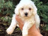 Şov Kalite Maltipoo Dişi Yavrumuz