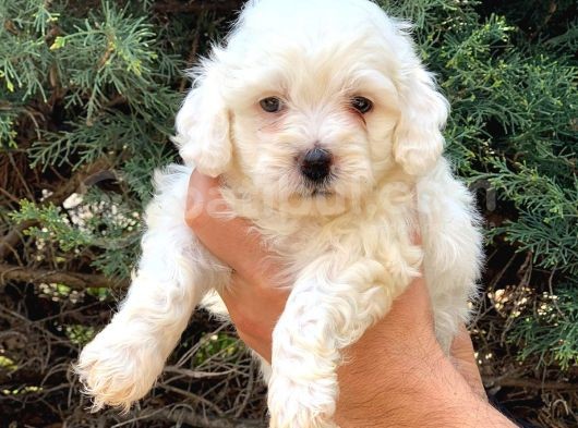 Şov Kalite Maltipoo Dişi Yavrumuz görsel