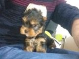 Ev Uretimi Tea Cup Mini Boy Yorkshire Terrierlar