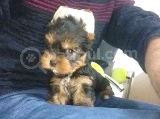 Ev Uretimi Tea Cup Mini Boy Yorkshire Terrierlar