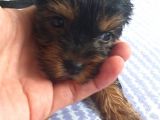 Ev Uretimi Tea Cup Mini Boy Yorkshire Terrierlar