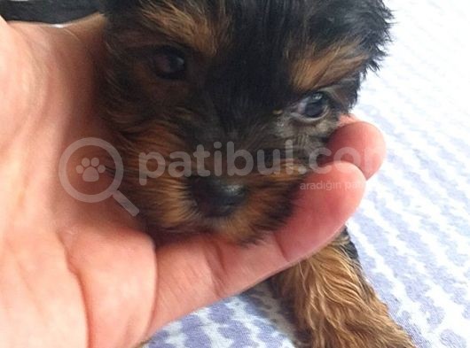 Ev Uretimi Tea Cup Mini Boy Yorkshire Terrierlar görsel