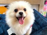 Orijinal Yetişkin Pomeranian