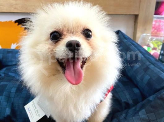 Orijinal Yetişkin Pomeranian görsel