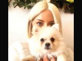 Orijinal Yetişkin Pomeranian