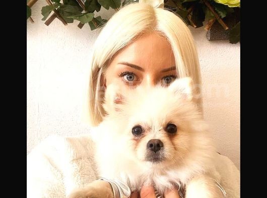 Orijinal Yetişkin Pomeranian
