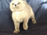British Shorthair Ve Scottish Fold Yavrularımız