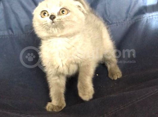 British Shorthair Ve Scottish Fold Yavrularımız görsel