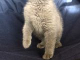 British Shorthair Ve Scottish Fold Yavrularımız