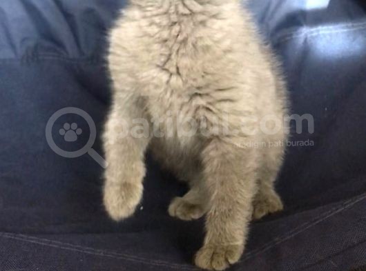 British Shorthair Ve Scottish Fold Yavrularımız görsel