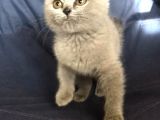 British Shorthair Ve Scottish Fold Yavrularımız